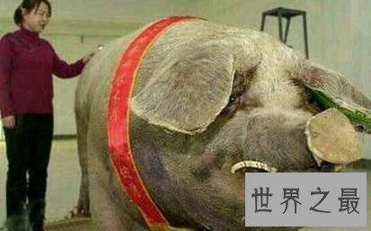 【图】那些前所未见的最大神奇动物