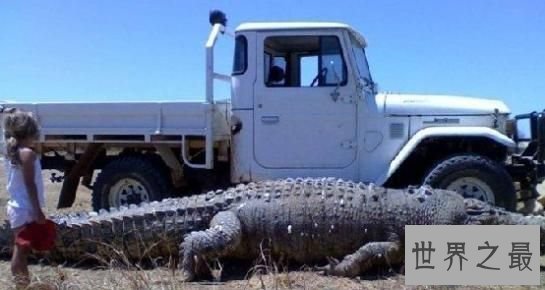 【图】那些前所未见的最大神奇动物