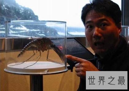 【图】那些前所未见的最大神奇动物