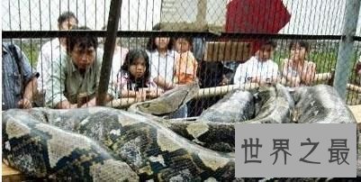 【图】那些前所未见的最大神奇动物