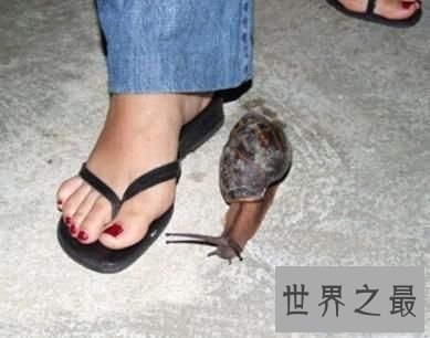 【图】那些前所未见的最大神奇动物