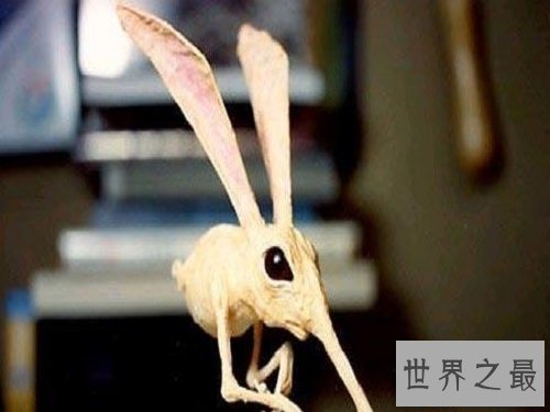 【图】科学家虚拟出靠鼻子行走的可恶生物——鼻举动