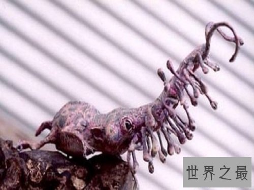 【图】科学家虚拟出靠鼻子行走的可恶生物——鼻举动