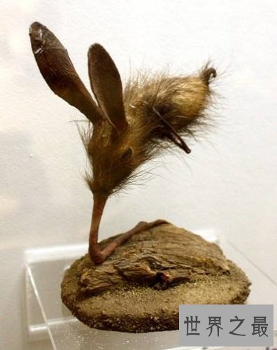 【图】科学家虚拟出靠鼻子行走的可恶生物——鼻举动