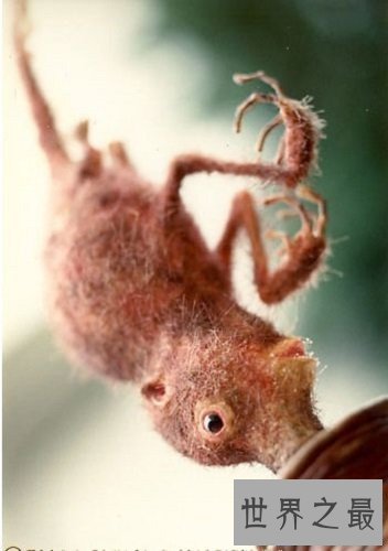 【图】科学家虚拟出靠鼻子行走的可恶生物——鼻举动