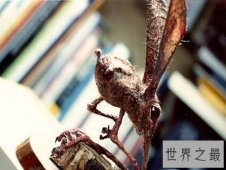 【图】科学家虚构出靠鼻子行走的可爱生物——鼻行动