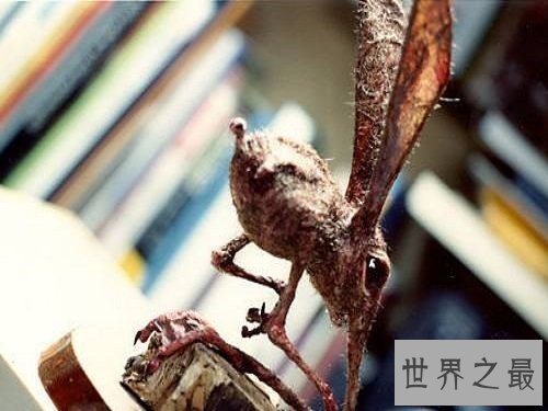 【图】科学家虚拟出靠鼻子行走的可恶生物——鼻举动