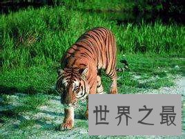 【图】老虎也能萌萌哒——最小体型苏门答腊虎