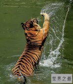 【图】老虎也能萌萌哒——最小体型苏门答腊虎