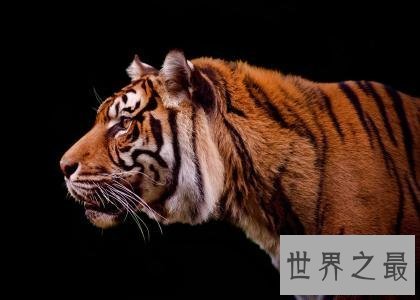 【图】老虎也能萌萌哒——最小体型苏门答腊虎