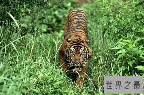 【图】老虎也能萌萌哒——最小体型苏门答腊虎