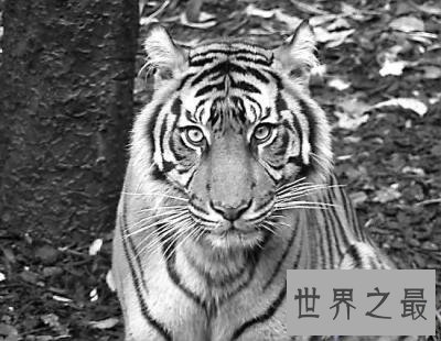 【图】老虎也能萌萌哒——最小体型苏门答腊虎