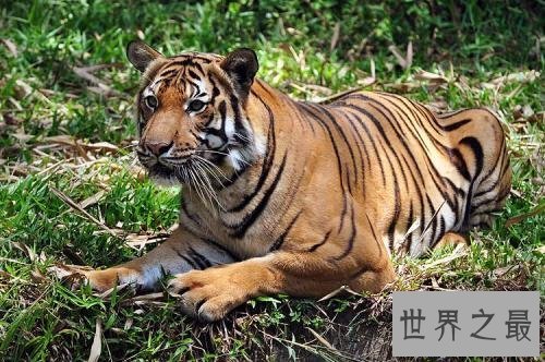 【图】老虎也能萌萌哒——最小体型苏门答腊虎