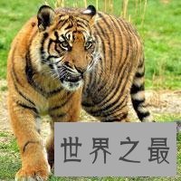 【图】老虎也能萌萌哒——最小体型苏门答腊虎