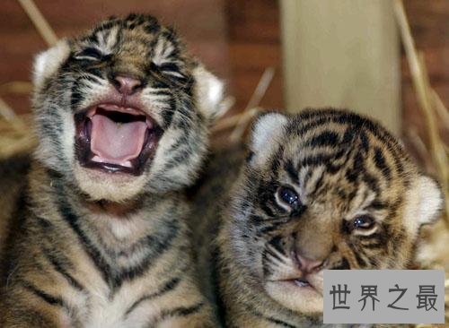 【图】老虎也能萌萌哒——最小体型苏门答腊虎