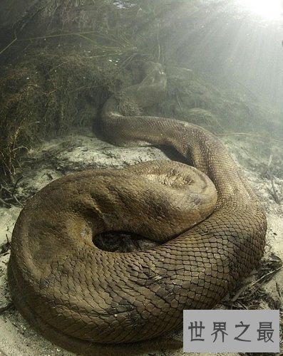【图】巨蟒承继了它们的先人泰坦蟒的庞大特点，令人