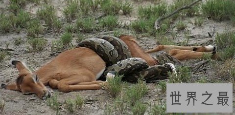 【图】巨蟒承继了它们的先人泰坦蟒的庞大特点，令人