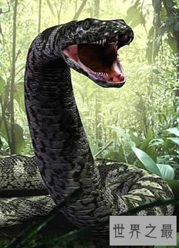【图】巨蟒承继了它们的先人泰坦蟒的庞大特点，令人