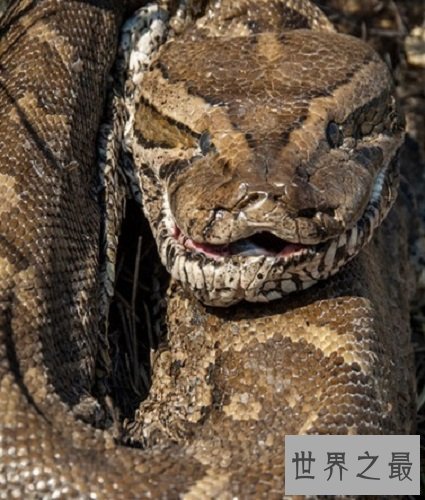 【图】巨蟒承继了它们的先人泰坦蟒的庞大特点，令人
