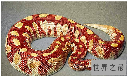 【图】巨蟒承继了它们的先人泰坦蟒的庞大特点，令人