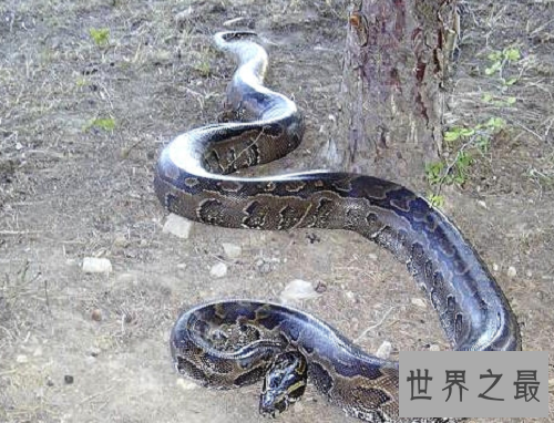 【图】巨蟒承继了它们的先人泰坦蟒的庞大特点，令人
