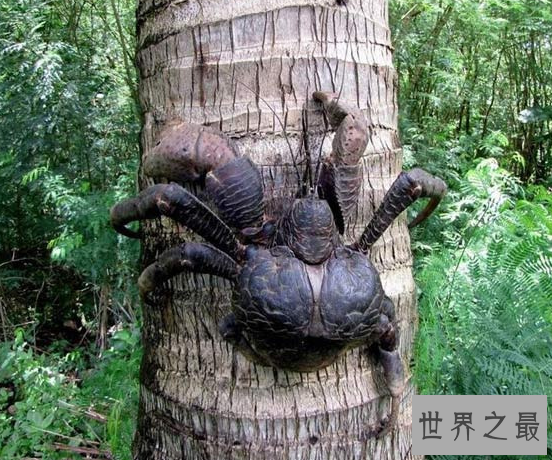 【图】椰子蟹，超乎你设想的生物