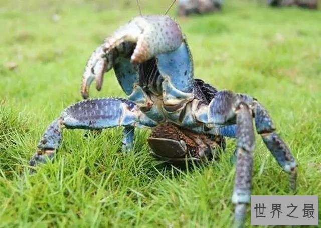 【图】椰子蟹，超乎你设想的生物