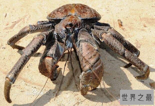 【图】椰子蟹，超乎你设想的生物