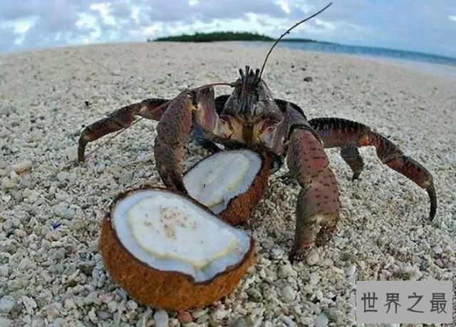 【图】椰子蟹，超乎你设想的生物