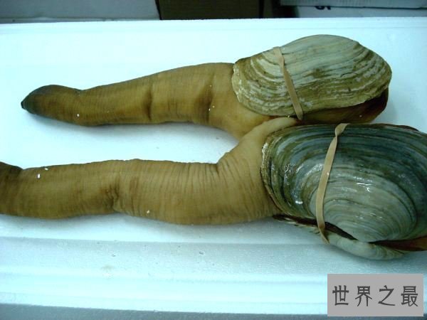 【图】 象拔，长得有点色情的好食材