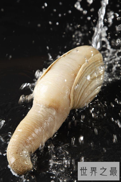 【图】 象拔，长得有点色情的好食材