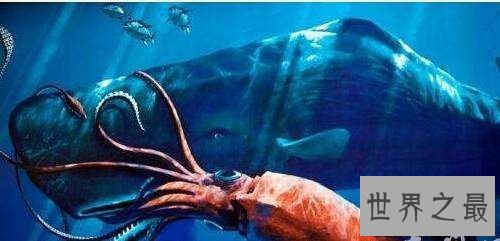 【图】 大王乌贼，深海匪徒