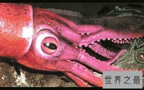 【图】 大王乌贼，深海匪徒