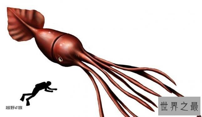 【图】 大王乌贼，深海匪徒