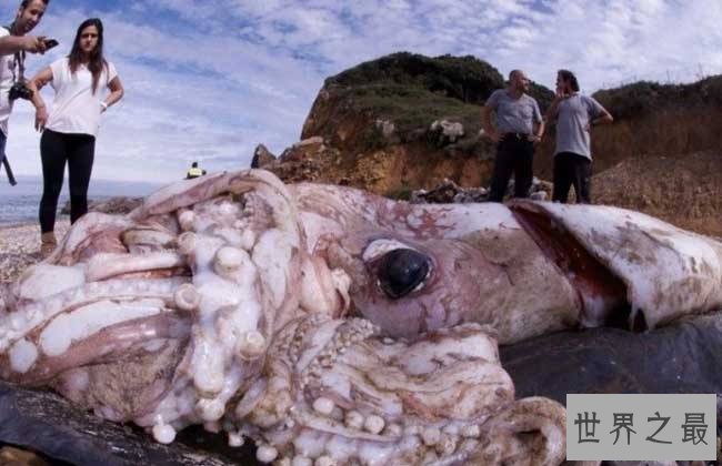 【图】 大王乌贼，深海匪徒