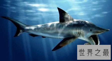 【图】梅尔维尔鲸,隐没在地球上的抹香鲸