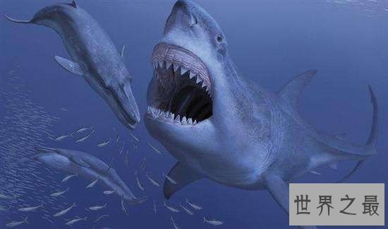 【图】梅尔维尔鲸,隐没在地球上的抹香鲸