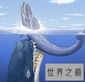 【图】梅尔维尔鲸,消失在地球上的抹香鲸
