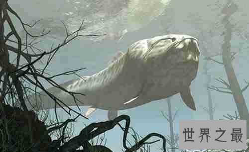 【图】梅尔维尔鲸,隐没在地球上的抹香鲸