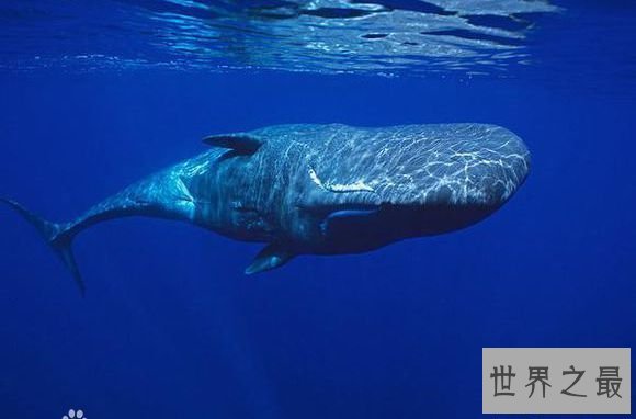 【图】梅尔维尔鲸,隐没在地球上的抹香鲸