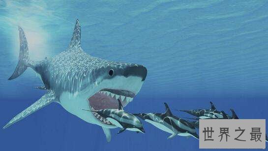 【图】梅尔维尔鲸,隐没在地球上的抹香鲸