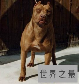 【图】最凶神恶煞的狗——西班牙斗牛梗和美国斗牛梗