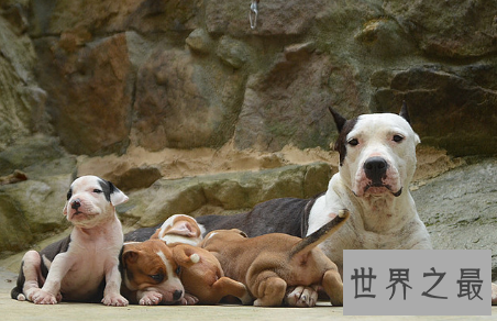 【图】最凶神恶煞的狗——西班牙斗牛梗和美国斗牛梗