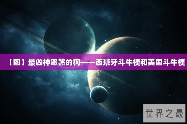 【图】最凶神恶煞的狗——西班牙斗牛梗和美国斗牛梗