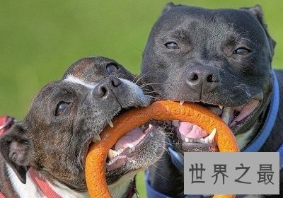 【图】最凶神恶煞的狗——西班牙斗牛梗和美国斗牛梗