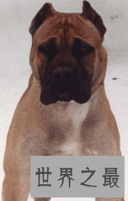 【图】最凶神恶煞的狗——西班牙斗牛梗和美国斗牛梗