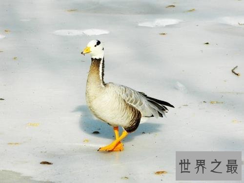 【图】斑头雁——努力于飞的最高的鸟