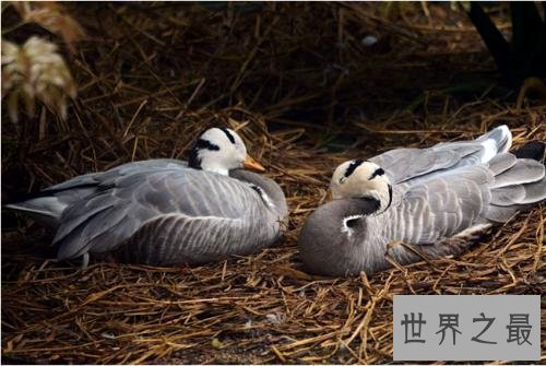 【图】斑头雁——努力于飞的最高的鸟