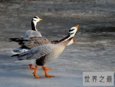【图】斑头雁——致力于飞的最高的鸟