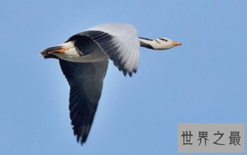 【图】斑头雁——努力于飞的最高的鸟